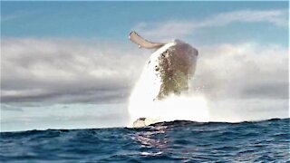 Humpback whale explodes from the water next to shocked swimmers