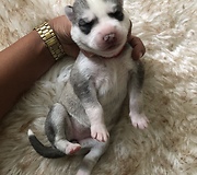 Newborn Husky Puppies Adorably Sleep On Their Tired Mama