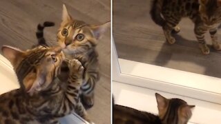 Kitten sees her reflection in the mirror for the first time