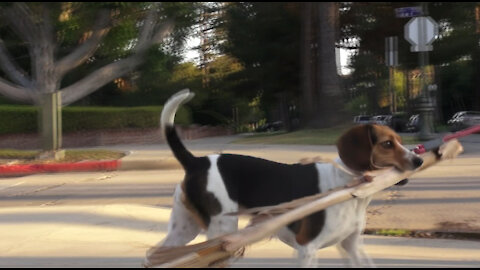 Beagle with a Branch
