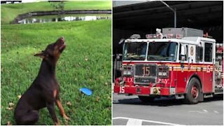 Il dialogo tra un cane e il camion dei pompieri