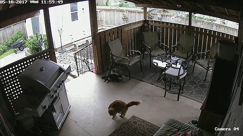Security footage captures cat's hilarious behavior
