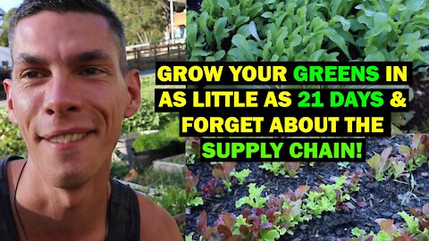 Anxious About Shortages? Grow Your Greens in 21-45 Days and RECLAIM YOUR NUTRITION