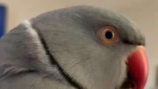 Delightful parrot learns how to sing classic nursery rhyme