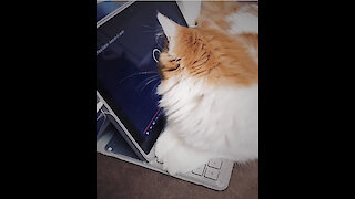 Cat plays with laptop as if it's a toy!