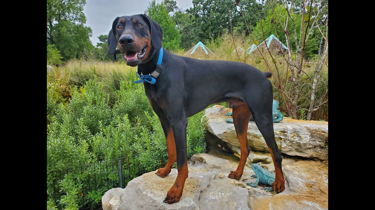 10 month hot sale old doberman