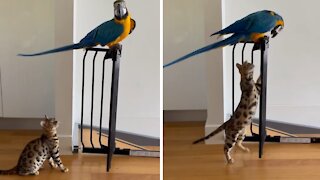 Parrot and kitten love chasing each other around the house