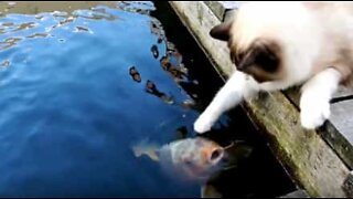 Friendship between cat and fish going strong after five years