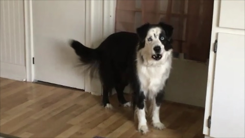 Bratty Dog Stomps Feet When Told She Can't Go Outside