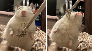 Cute Chinchilla Enjoys Adorable Scratching Session