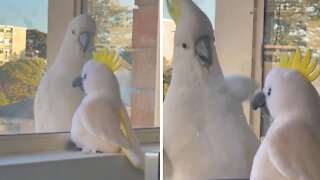 Cockatoo startled by toy cockatoo in the window