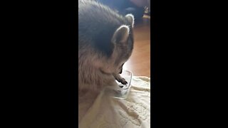 Pet raccoon adorably plays with bowl full of ice cubes