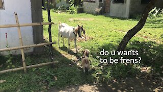 Dog meets goat for the first time