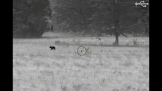 Coyote calling with thermal