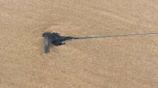 Bizarro: Medusa com tentáculos gigantes é encontrada em praia na Austrália