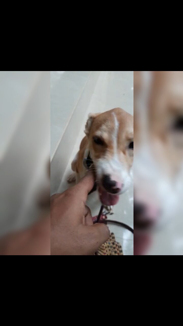 Dog trying to bite me