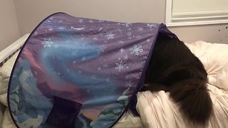 Huge Newfoundland makes bedtime an amazing experience