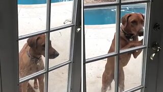 Smart doggy opens door all by herself