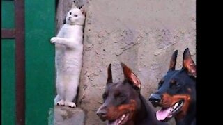 TRY NOT TO LAUGH CHALLENGE 😽 CAT VS DOG 🐶 Who Win