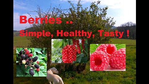 Berries.. Simple,Healthy,Tasty ! OffGrid and sustainable Food Production