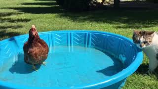 Shocked kitty can't believe there's a chicken in the doggy pool