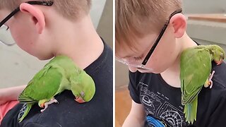 Parrot adorably falls asleep on boy's shoulder
