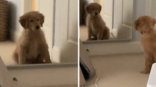 Puppy Completely Baffled By His Mirror Reflection
