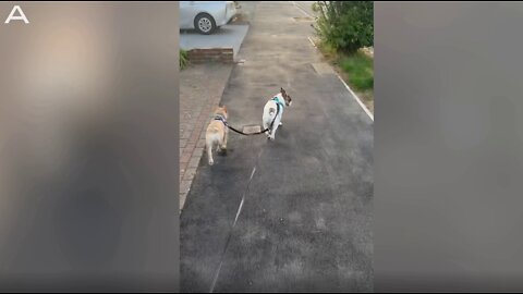 French Bulldogs Appear To Be ‘Broken’ As They Take Turns Spinning On Lead