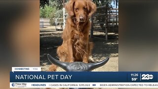 National Pet Day with 23ABC