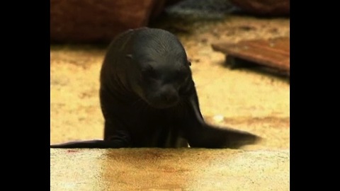 Baby Sea Lion Learns To Swim