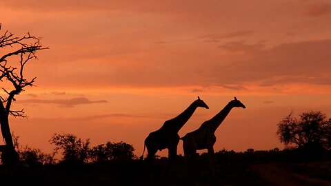 Beautiful giraffe silhouettes captured at dusk in the African wild