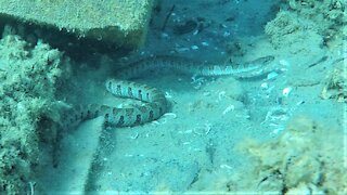 Scuba divers meet a water snake hunting 30 feet beneath the surface