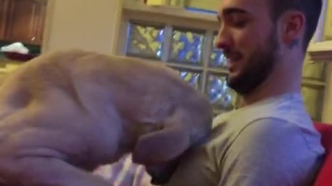 Adorably Guilty Pooch Tries To Apologize For Poor Behavior
