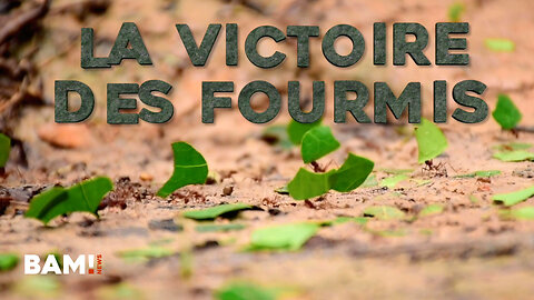 “La victoire des Fourmis“