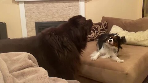 Cute Cavalier bravely plays with bear-like big brother