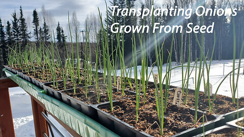 How To Transplant Onion Seedlings Grown From Seed