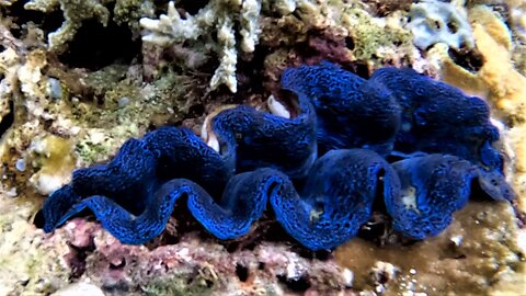 Vividly colored giant blue clam beautifies the reef in Indonesia