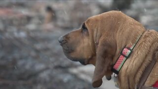 Trained bloodhounds used in search for pets missing in Marshall Fire