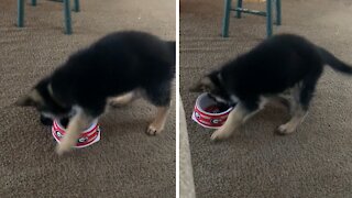 Puppy gets very angry at empty food bowl