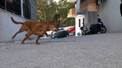 Super slowmotion dog