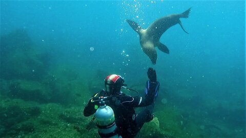 Lovable sea lion is desperate for attention from scuba divers