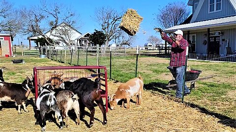 Sanctuary owner feed goats with basketball pro precision