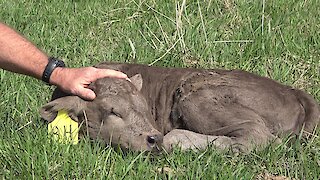 Sleepy newborn baby calf enjoys getting petted in the sunshine