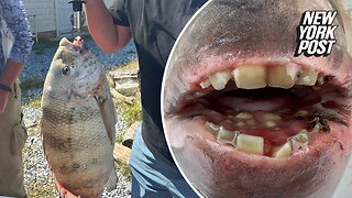 Fisherman bags record catch with mouthful of 'human teeth'