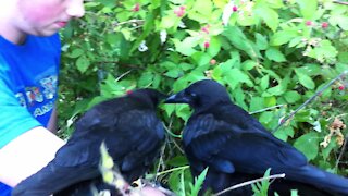 Rescued baby crows learn to eat ripe berries from the bush during rehab