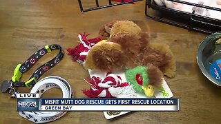 Misfit mutts dog rescue