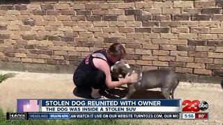 Check This Out: Stolen dog reunited with owner