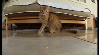 Cats playing with Laser Pointer Crazy Cat
