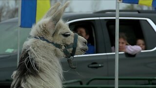 Drive-thru zoo brings joy to those stuck in the house