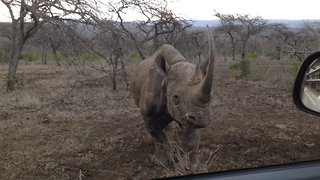 Angry rhino charges and hits safari car after being startled by a volunteer